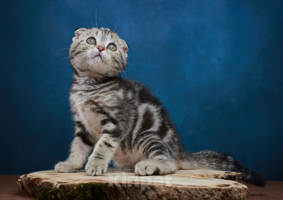 Кошки в Барнауле: Котик-фолд Вилли🤎 Мальчик, Бесплатно - фото 10