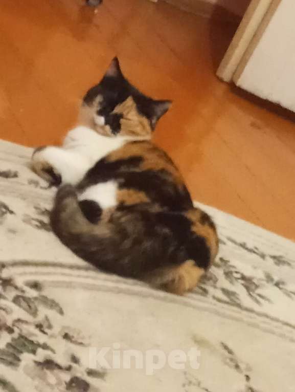 Кошки в Обнинске: Кошка домашняя Девочка, Бесплатно - фото 5