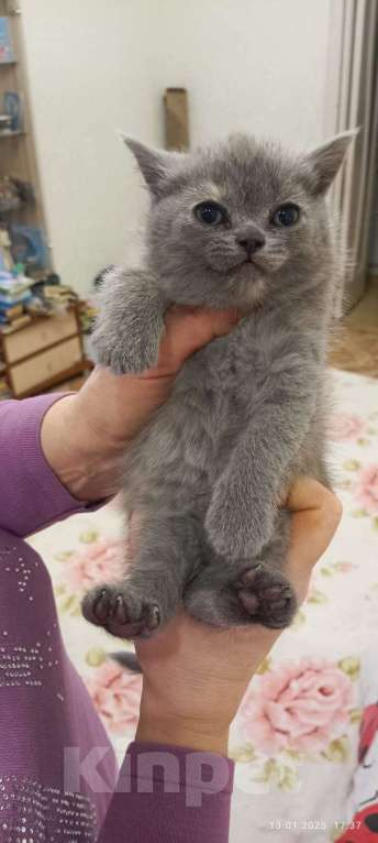 Кошки в Томске: Продам нежных очаровательных котят Шотландской пароды Девочка, 1 500 руб. - фото 2