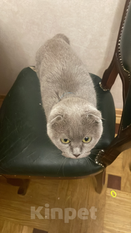 Кошки в Москве: Пропала кошка. Помогите найти пожалуйста Девочка, 100 руб. - фото 1