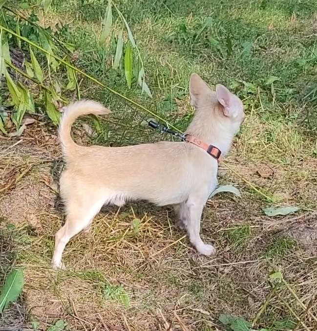 Собаки в Москве: Мальчик Чихуахуа гладкошерстный Мальчик, Бесплатно - фото 3