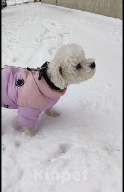 Собаки в Москве: Отдам в добрые руки Мальчик, Бесплатно - фото 5