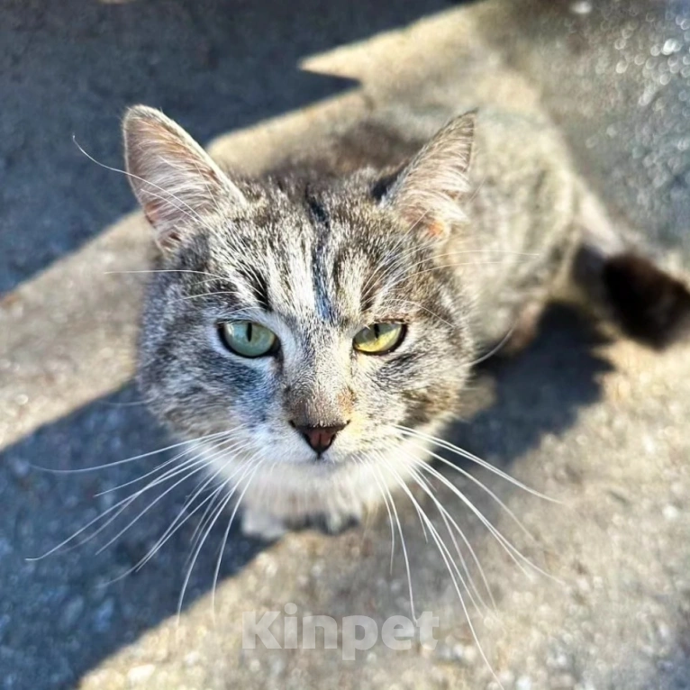 Кошки в Москве: Ласковому котику срочно нужен дом 🆘️ Мальчик, Бесплатно - фото 2