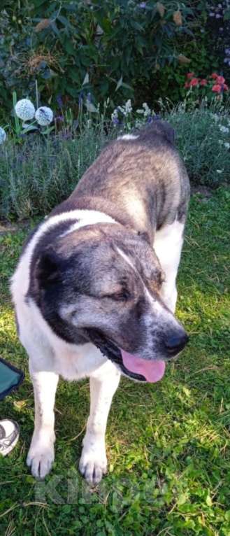 Собаки в других городах Тульской области: Найдена собака Мальчик, Бесплатно - фото 2