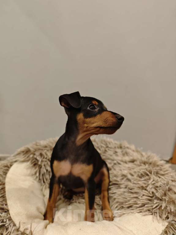 Собаки в Краснодаре: Юми Девочка, 15 000 руб. - фото 1