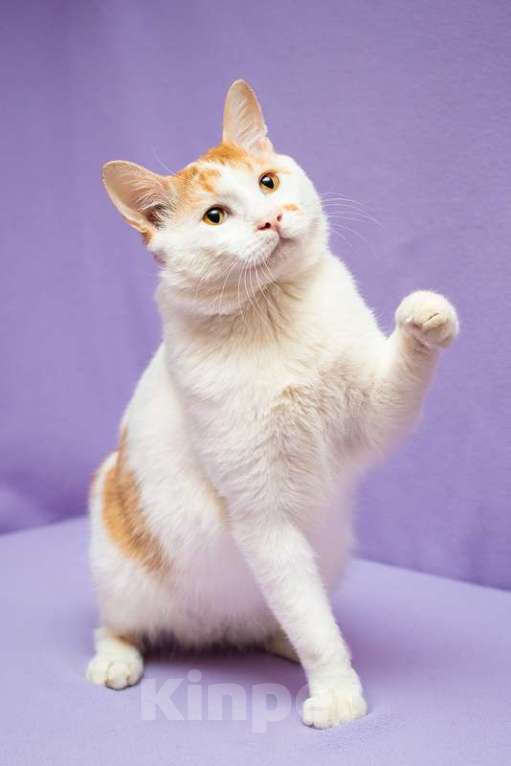 Кошки в Москве: Рыжий бобтейл Григ в дар Мальчик, 1 руб. - фото 2