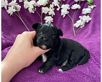 Собаки в Москве: Чёрный йорк мальчик бэби фейс Мальчик, 80 000 руб. - фото 7