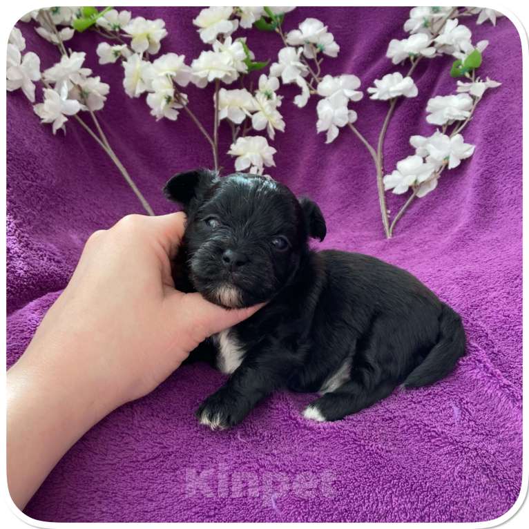 Собаки в Москве: Чёрный йорк мальчик бэби фейс Мальчик, 80 000 руб. - фото 7