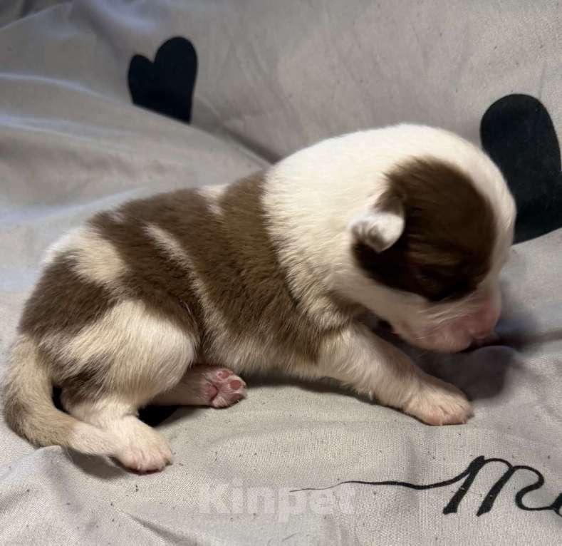 Собаки в других городах Новосибирской области: Щенки австралийской овчарки Мальчик, Бесплатно - фото 5
