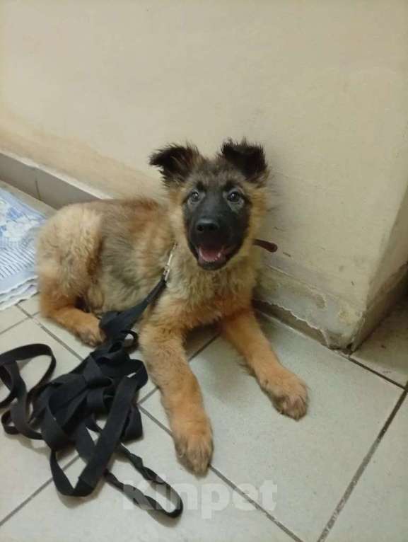 Собаки в Казани: Щенок Мальчик, Бесплатно - фото 1