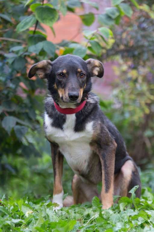 Собаки в Москве: Ласковая и скромная собачка Альма в дар Девочка, 1 руб. - фото 5