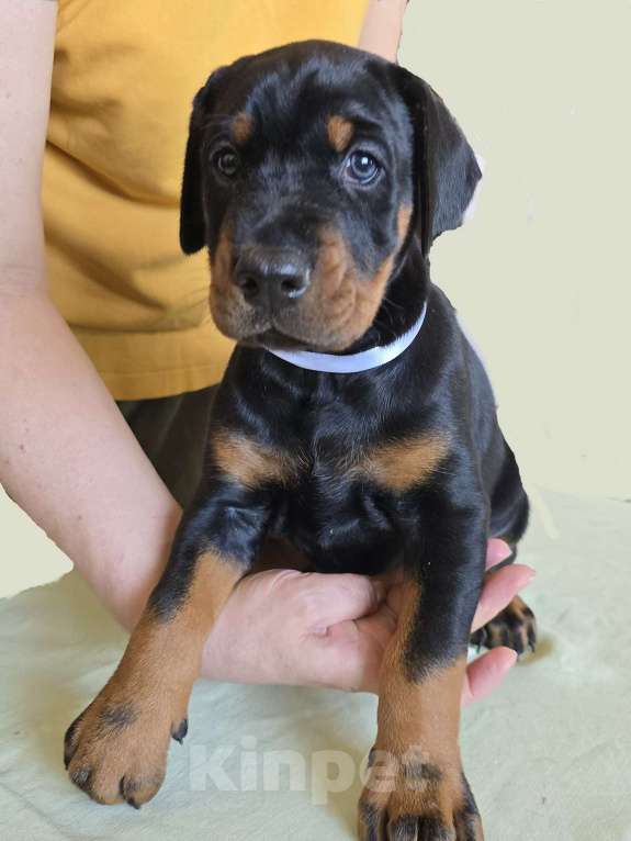 Собаки в Москве: Добермана щенки Девочка, 80 000 руб. - фото 4