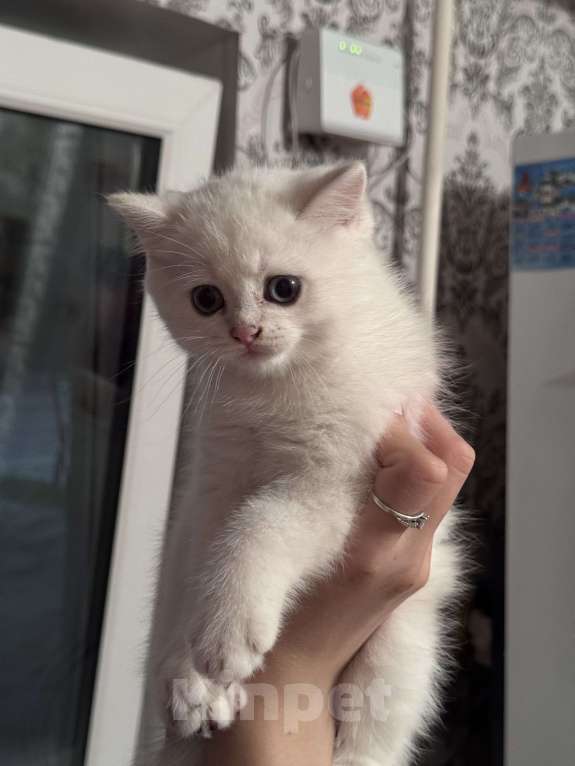 Кошки в Воронеже: Мальчик - британская шиншилла  Мальчик, Бесплатно - фото 3