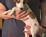 Собаки в Кашире: Щенки Девочка, 15 000 руб. - фото 2