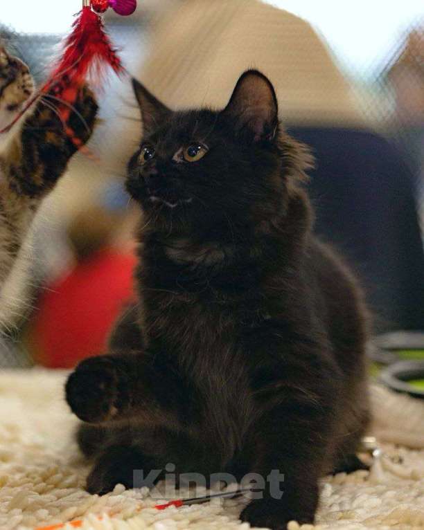 Кошки в Москве: Жгучая брюнетка кошечка курильский бобтейл Девочка, 50 000 руб. - фото 8