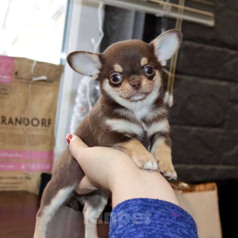 Собаки в Москве: Шоколадная чихуахуа Девочка, 150 000 руб. - фото 1
