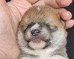 Собаки в Стерлитамаке: Щенки сиба-ину Девочка, 40 000 руб. - фото 6