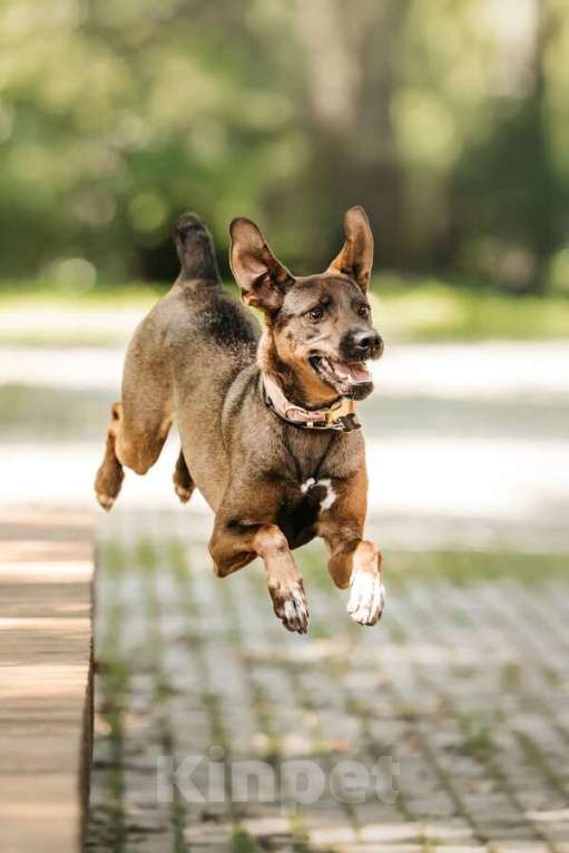 Собаки в Москве: Стася ищет дом — и сердце, в котором она снова будет нужной. Девочка, Бесплатно - фото 7