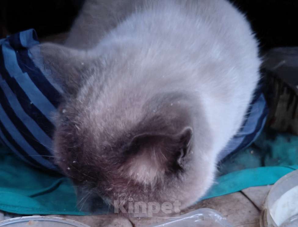 Кошки в Томске: Найден котик на Каштаке! Мальчик, Бесплатно - фото 3