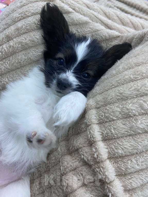 Собаки в Тюмени: Щенки собаки "бабочки" Разнополые, 50 000 руб. - фото 5