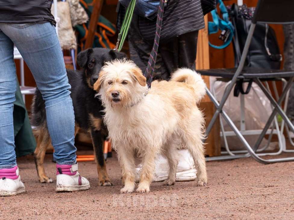 Собаки в Санкт-Петербурге: Очень красивая маленькая собачка Девочка, Бесплатно - фото 3