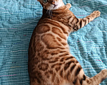 Кошки в Владивостоке: Бенгальский котик Мальчик, 65 000 руб. - фото 9