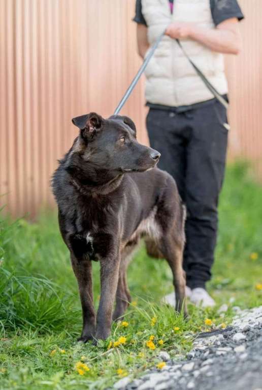 Собаки в Москве: Ник Мальчик, Бесплатно - фото 6