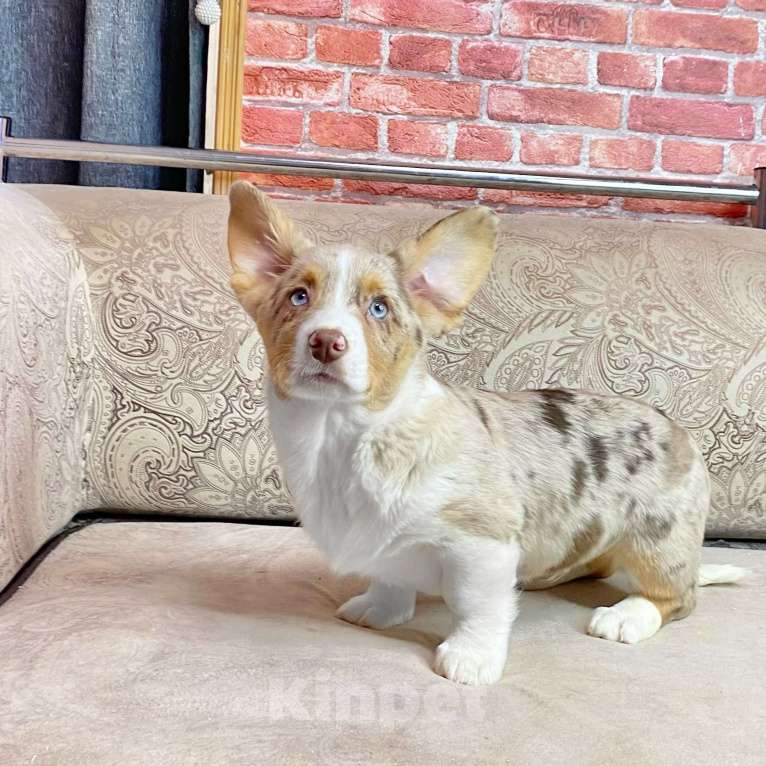 Собаки в Москве: Щенки вельш-корги кардиган Мальчик, Бесплатно - фото 3