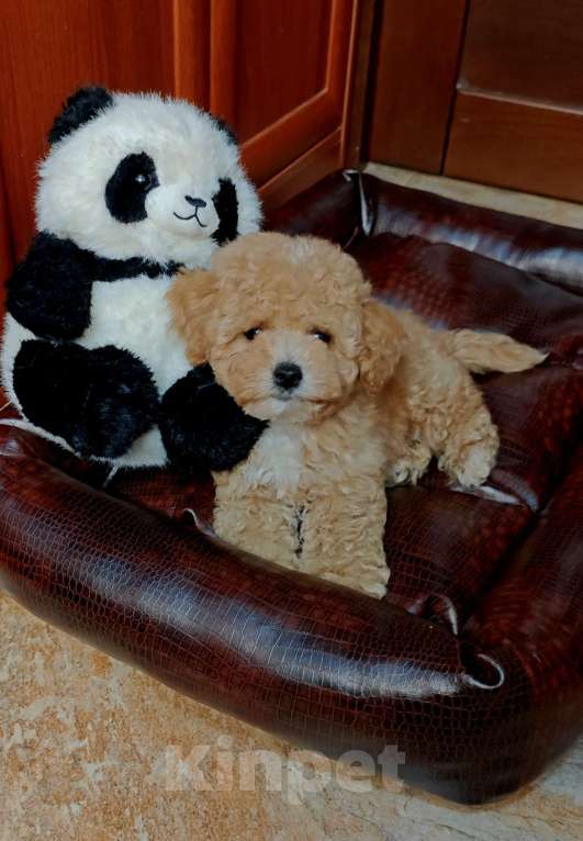 Собаки в Москве: Мальтипу мини  Девочка, 115 000 руб. - фото 3