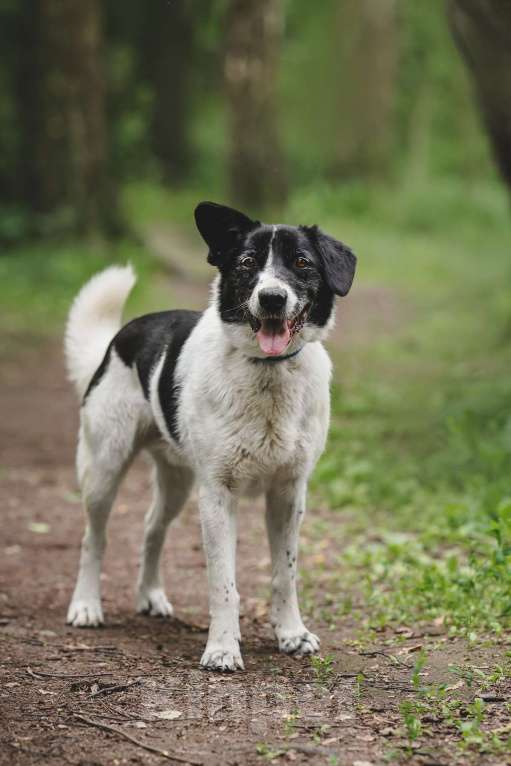 Собаки в Москве: Статный красавец без породы в добрый руки! Мальчик, Бесплатно - фото 2