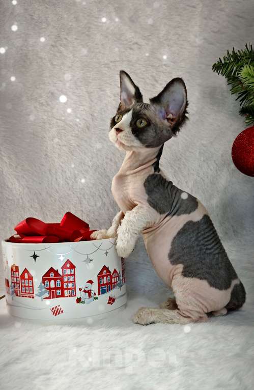 Кошки в Екатеринбурге: Канадский сфинкс котенок двэльф  Мальчик, 60 000 руб. - фото 2