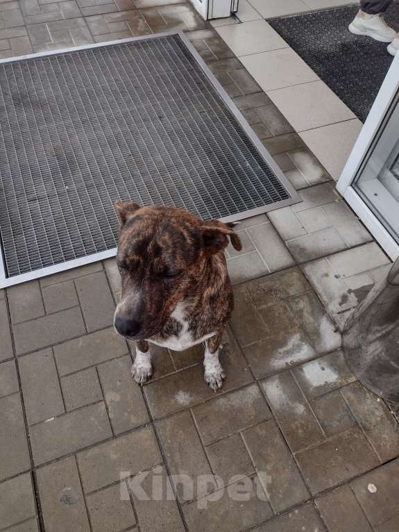 Собаки в других городах Краснодарского края: Щенки в добрые руки Девочка, Бесплатно - фото 4