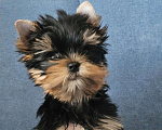 Собаки в Москве: Мальчик йорка Мальчик, 40 000 руб. - фото 1