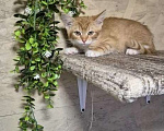 Кошки в Москве: Котенок Лучик ищет дом Мальчик, Бесплатно - фото 3
