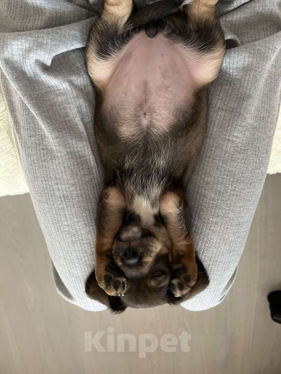 Собаки в Краснодаре: Щенок эстонская гончая  Девочка, 3 000 руб. - фото 8