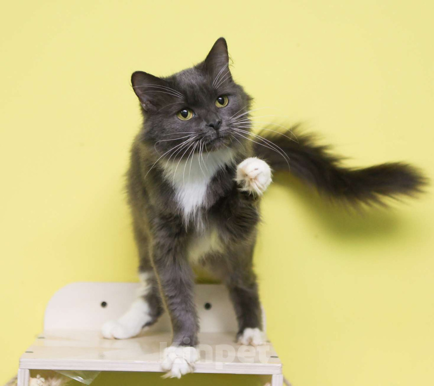 Кошки в Москве: Ты будешь моей мамой? Девочка, Бесплатно - фото 2