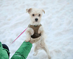 Собаки в Санкт-Петербурге: Миниатюрный малыш Бо в добрые руки Мальчик, Бесплатно - фото 2