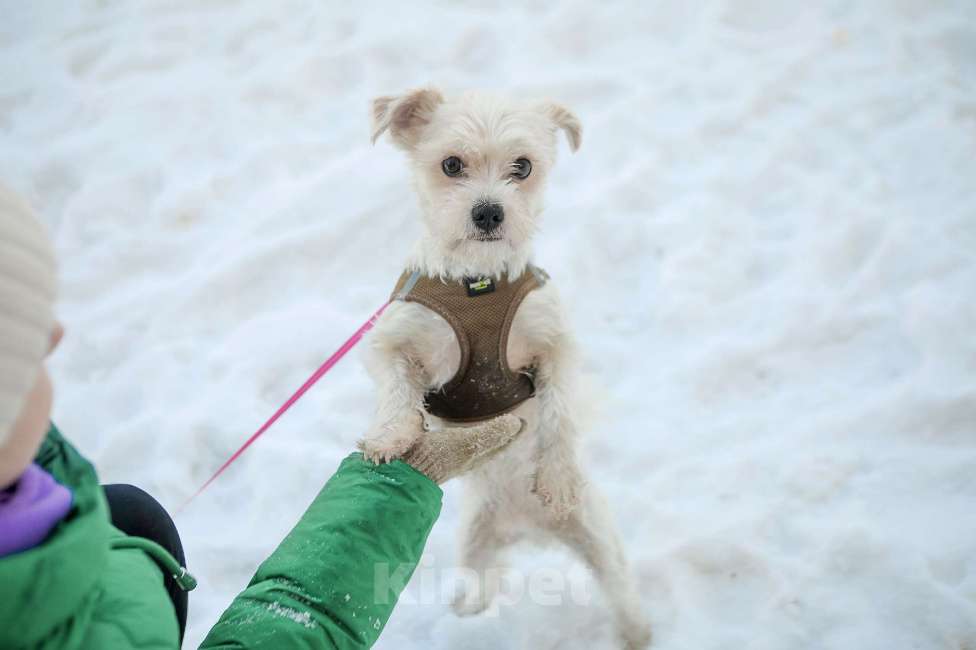 Собаки в Санкт-Петербурге: Миниатюрный малыш Бо в добрые руки Мальчик, Бесплатно - фото 2