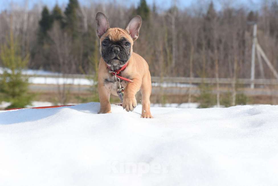Собаки в Москве: Девочка Девочка, 50 000 руб. - фото 3
