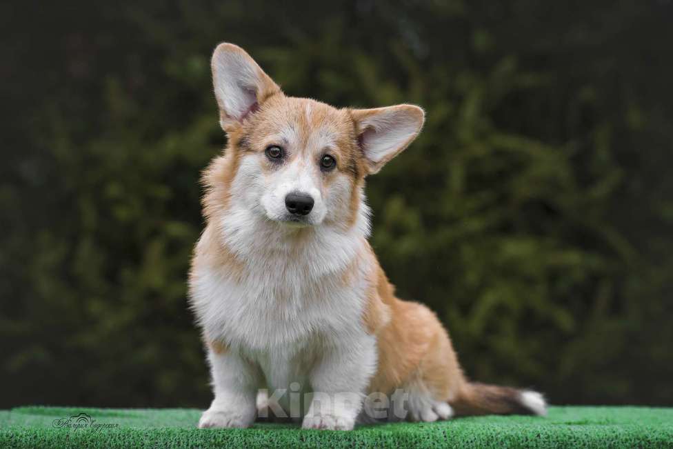 Собаки в Воронеже: Щенок вельш корги пемброк GABRIELLA DAISY Девочка, 60 000 руб. - фото 8