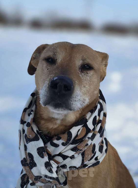 Собаки в Королеве: В поисках дома рыжее солнышко приюта! Девочка, Бесплатно - фото 2