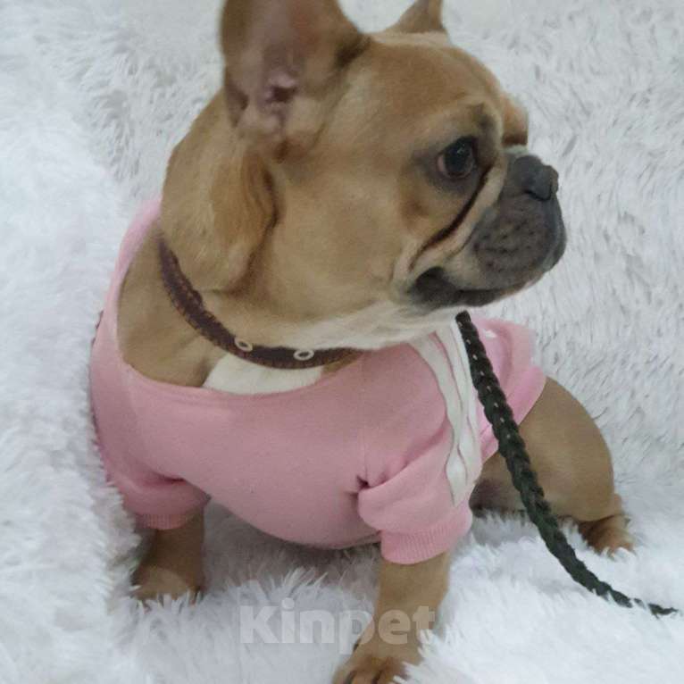 Собаки в Ковровом: Мальчик французского бульдога, со всеми документами  Мальчик, 85 000 руб. - фото 7