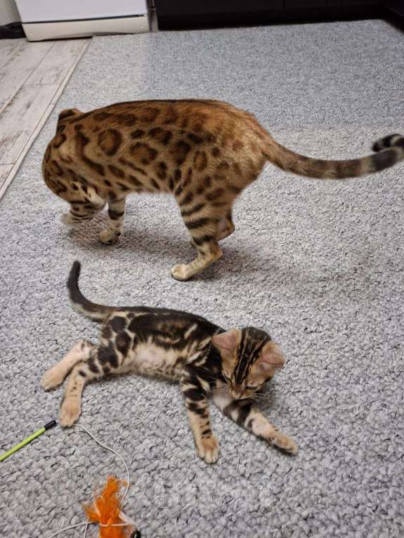 Кошки в Ростове-на-Дону: Бенгальские котята Девочка, 17 000 руб. - фото 5