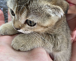 Кошки в Красногорске: Шотландские котята , 15 000 руб. - фото 9