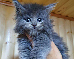 Кошки в Кудымкаре: Продам мейкунчиков, 15 000 руб. - фото 1