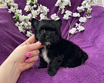 Собаки в Москве: Чёрный йорк мальчик бэби фейс Мальчик, 80 000 руб. - фото 9