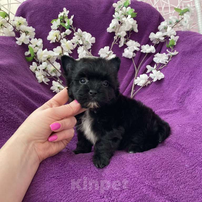 Собаки в Москве: Чёрный йорк мальчик бэби фейс Мальчик, 80 000 руб. - фото 9