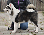 Собаки в Москве: Ненецкая оленегонная лайка. Сука Алекса. Девочка, 60 000 руб. - фото 4