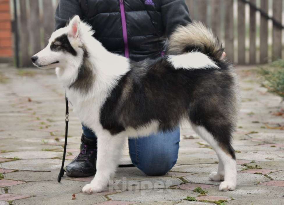 Собаки в Москве: Ненецкая оленегонная лайка. Сука Алекса. Девочка, 60 000 руб. - фото 4