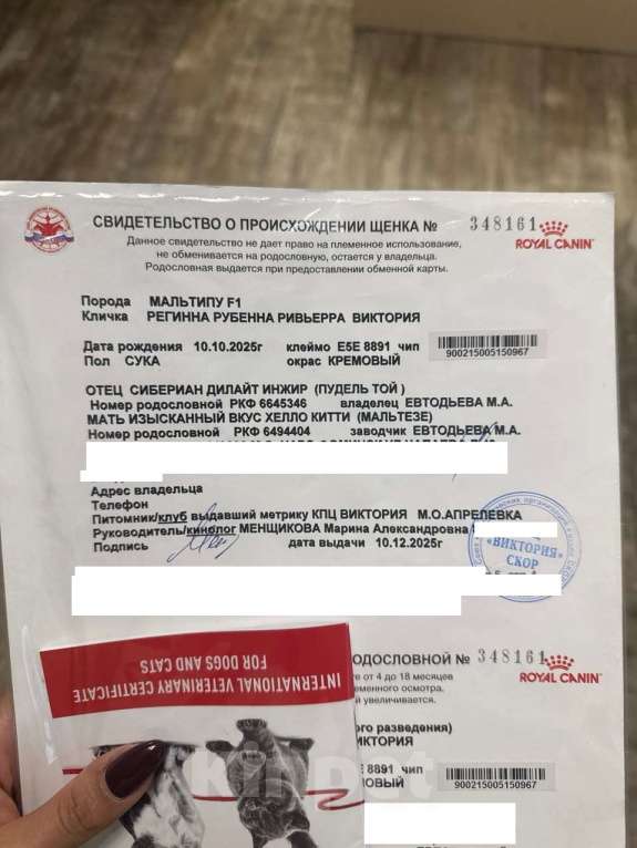 Собаки в Москве: Мальтипу f1 девочка с документами Девочка, Бесплатно - фото 2